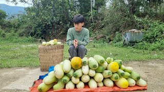 Harvesting a lot of melons in the fields to sell  Tuan orphanboy