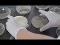 The development of a biopesticide at Futureco Bioscience - NOFLY