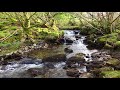 1hr. Relaxing Forest Waterfall Nature Sounds for Calm Sleeping - Natural River Water Flowing Sound