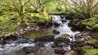1hr. Relaxing Forest Waterfall Nature Sounds for Calm Sleeping - Natural River Water Flowing Sound
