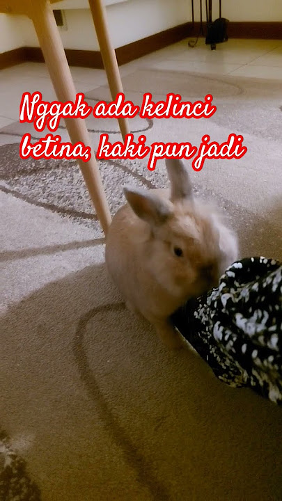 Kelinci/Rabbit Sedang Ingin Bercinta#viral #kelinci#rabbit #shortvideo#shorts #short#fyp#cuteanimals