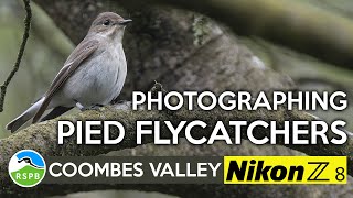 Photographing Pied Flycatchers with my Nikon Z8 at RSPB Coombes Valley