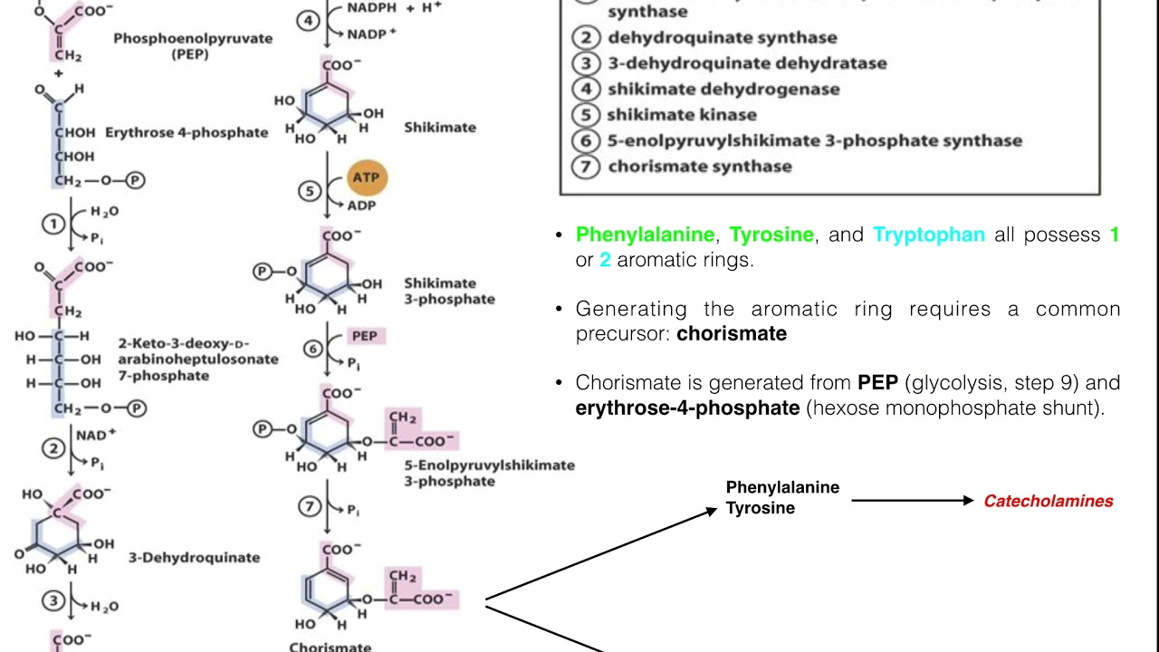 Amino Acid Biosynthesis Biosynthesis of Chorismate YouTube