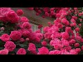 ودعت روحي حينما ودعتهم حالات آب دينية 2024  mp3