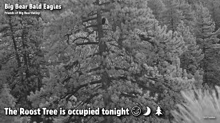 Big Bear🦅The Roost Tree Is Occupied Tonight😊🌙🌲2022-08-16