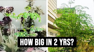 In My First Year With Moringa, Here's What Happened