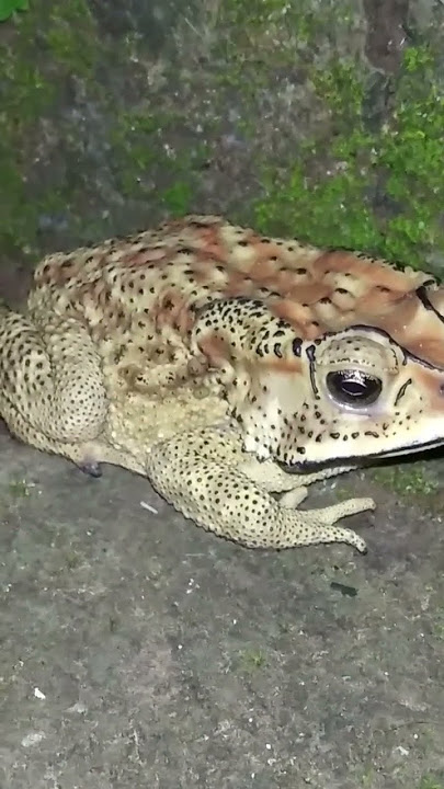 Kodok Brontok Katak Besar #katak #kodok #frog  #frogs