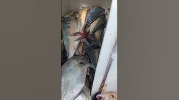 câu cá mú đỏ Côn Đảo 0327454588