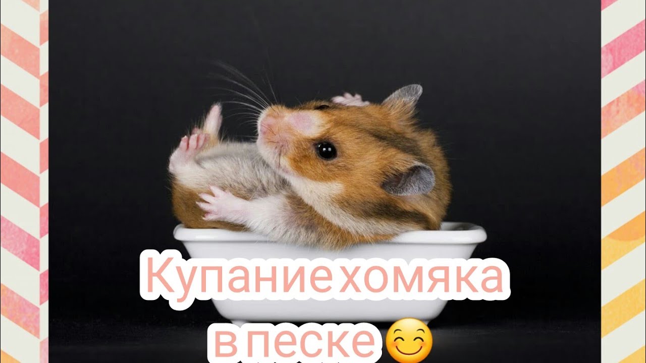 Хомяк в машине