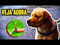 POR QUE É IMPORTANTE ADESTRAR UM CÃO?