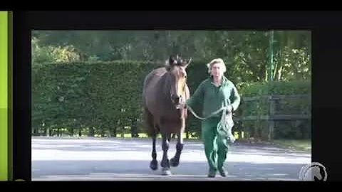 хромота лошади на передние ноги