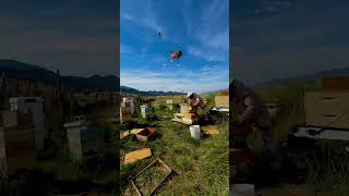 Harvesting Over 800 Lbs. Of Honey. Each Box Is Approximately 50 Lbs.