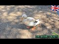 Welsh Harlequin Duck | Beautiful High Breed Ducks @lovenaturesbeauty