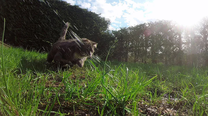 Video 11100481: norwegian forest, maine coon cat, mix, cat old