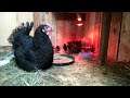 Черный Австралорп, опыт разведения./Black Australorp, breeding experience.