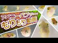 アベニーパファーの映像満載！餌やりと雑談を交えて世界最小淡水フグの可愛い姿をご覧ください #アクアリウム