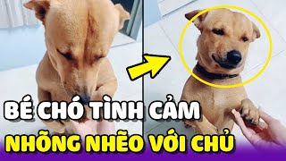 Chú chó nhõng nhẽo không muốn Sen phải xa mình đi Sài Gòn 😂 | Yêu Lu Official