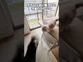 犬のしっぽを触ってみたい子猫がかわいい...#shorts