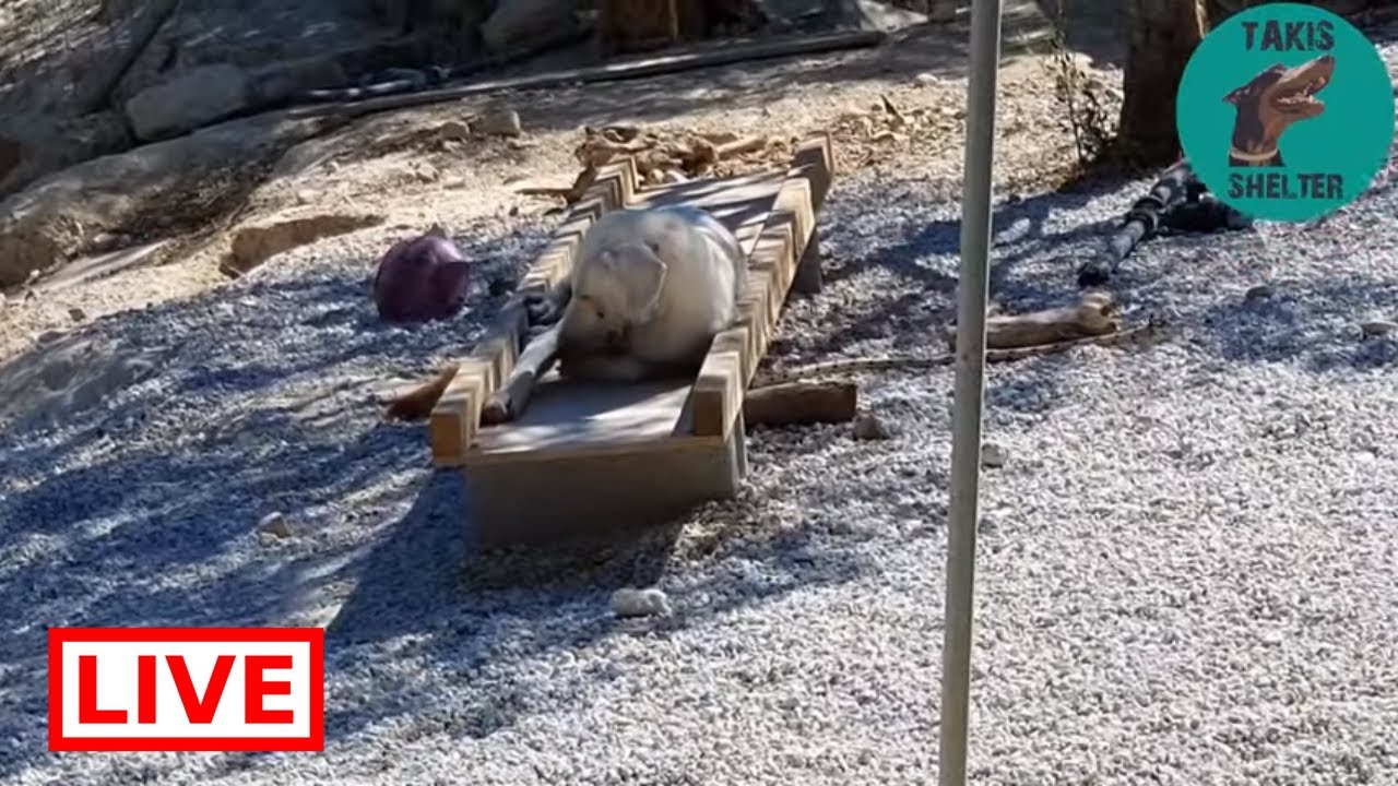 dog saved by dolphin They are not the morning types - Takis Shelter