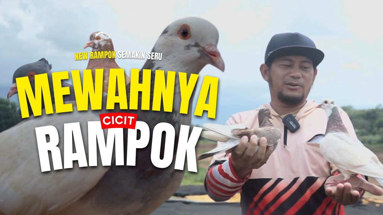 MEWAHNYA CICIT RAMPOK - NEW RAMPOK - YouTube