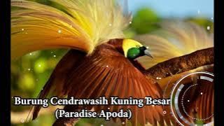 burung cenderawasih kuning besar  (paradise apoda)