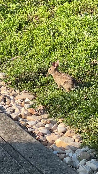 #rabbits please leave me alone. #animalvoiceovers