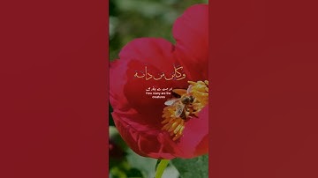 ﴿ الَّذِينَ صَبَرُوا وَعَلَىٰ رَبِّهِمْ يَتَوَكَّلُونَ﴾[ سورة النحل: 42]