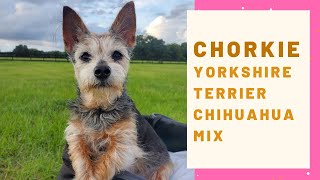 Chorkie  Amazing mix of Yorkshire Terrier and Chihuahua | Chihiahua Yorkshire mix