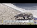 Durango police share video of badger underneath vehicles