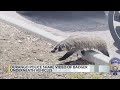 Durango police share video of badger underneath vehicles