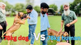 78kg Presa Canariomost powerful dog everbiggest Presa Canario kennel in India3lakh ka puppy