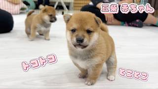 Mameshiba] The 4 Siblings Who Learned to Walk: Adorable Baby