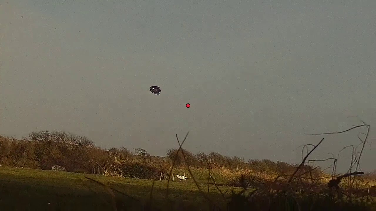 Pigeon shooting, Enforcer decoys, ShotKam, Co. Wexford Ireland YouTube