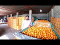 Orange Processing And Packing Factory Tour | Harvest And Processing  Citrus Foods in Pakistan