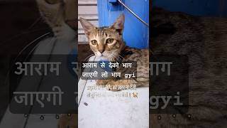 Beta Niche aao | #catlover #persiancat #cutecat #cute #trending#catsworld#petlovers #viral #शॉर्ट्स