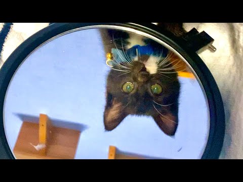 子猫が初めて自分の姿を目の当たりにしてしまうと。。