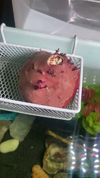 Aquarium - I want to talk about growing potatoes 🍠 #plants #nature #aquarium #shorts #viral #short