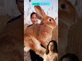 ¡Lo Que Tu Conejo Nunca Te Dirá! 🐰😱 #shorts