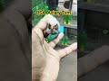 black #chick#black #face#finch birds #chicks