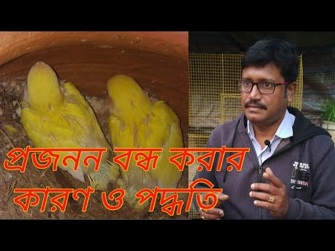 ভিডিও: কিভাবে বুজারিগার প্রজনন করতে হয়