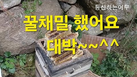 토종꿀 채밀했어요