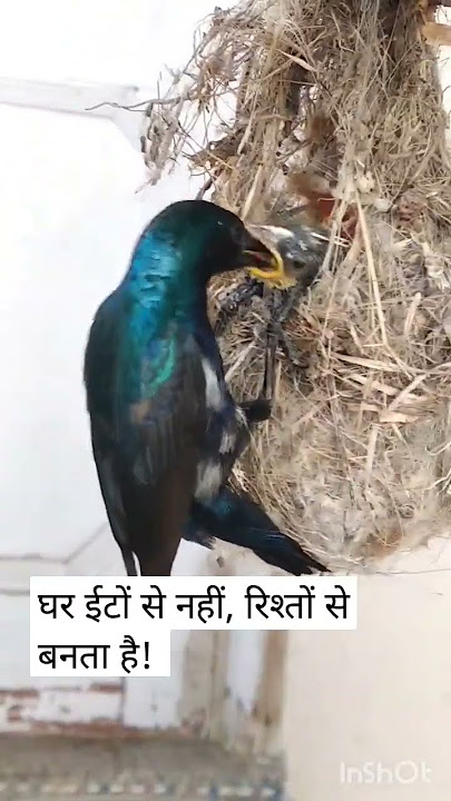 Nest of Purple Sunbird #shorts