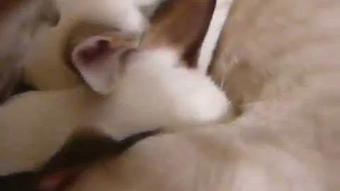 Video 949911: lynx point siamese kitten, siamese kitten cuddles