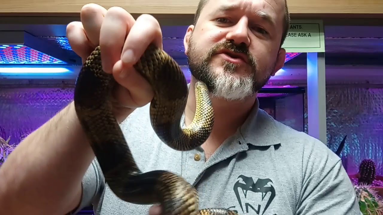 camera iphone 8 plus apk S'N'A Introducing Series : Episode 27 - Apalachicola King Snake (Lampropeltis getula meansi)