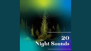 Malam Hening di Hutan