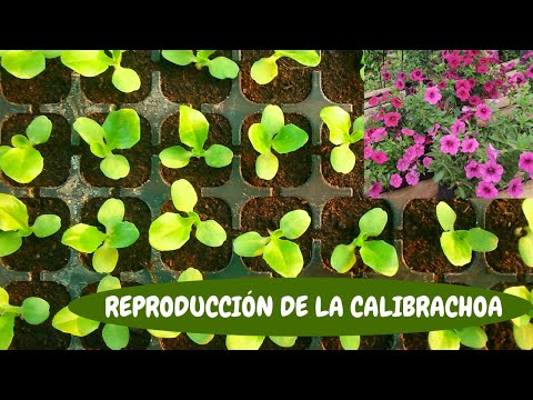 Video: Calibrachoa (29 Fotos): Cultivar Una Flor A Partir De Semillas, Plantar Y Cuidar En Casa. ¿Cuándo Sembrar Calibrachoa Para Plántulas?