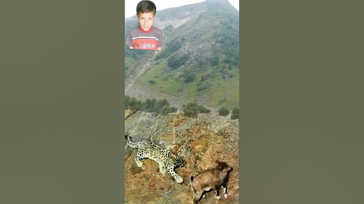 Snow Leopard And Wild Goats