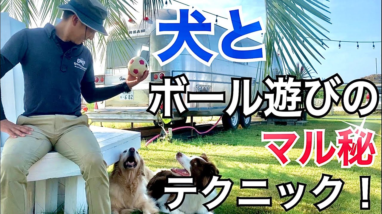 プロのボール遊びのマル秘テクニックを教えます 犬のしつけ Youtube