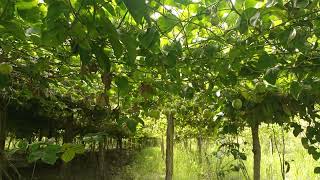 passion fruits farming Tanzania