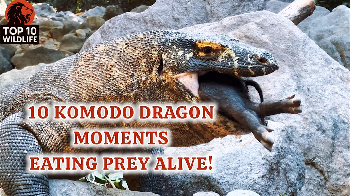 "10 Remarkable Tales of Komodo Dragon eating it's prey" 🐉✨ #wildlife #wildlifefacts #komododragons